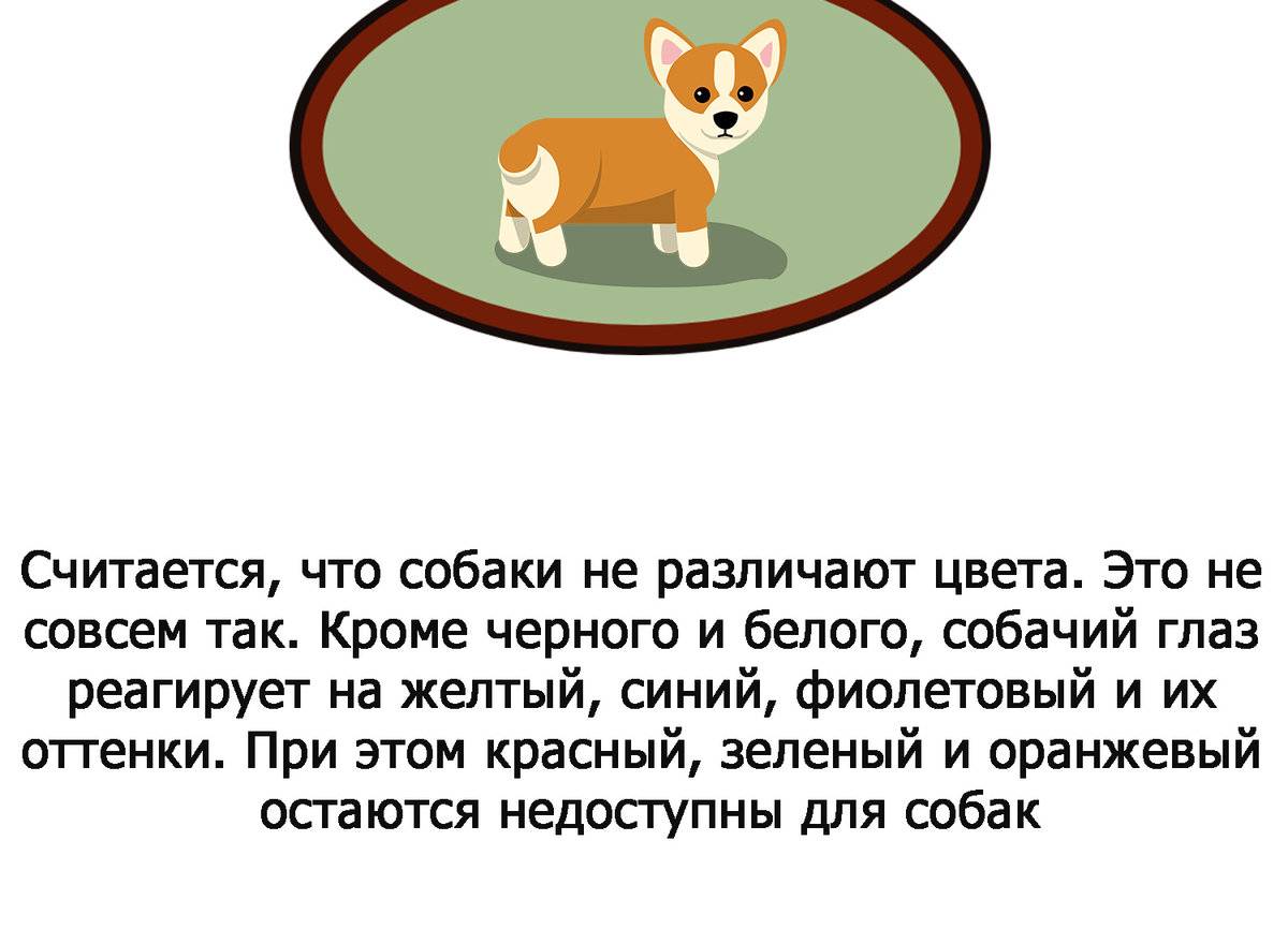 Заблуждения о некоторых породах собак | fresher - лучшее из рунета за день