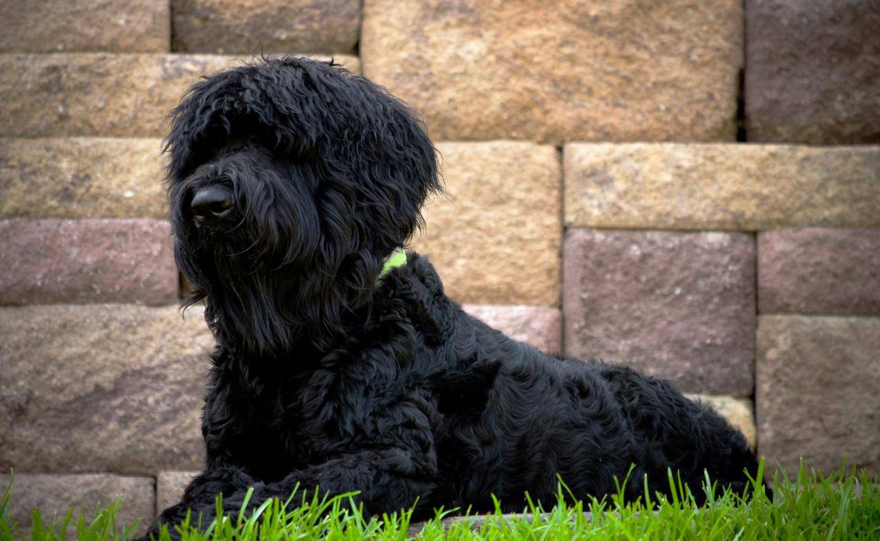 Чёрный терьер — универсальная собака, верный защитник и лучший друг
