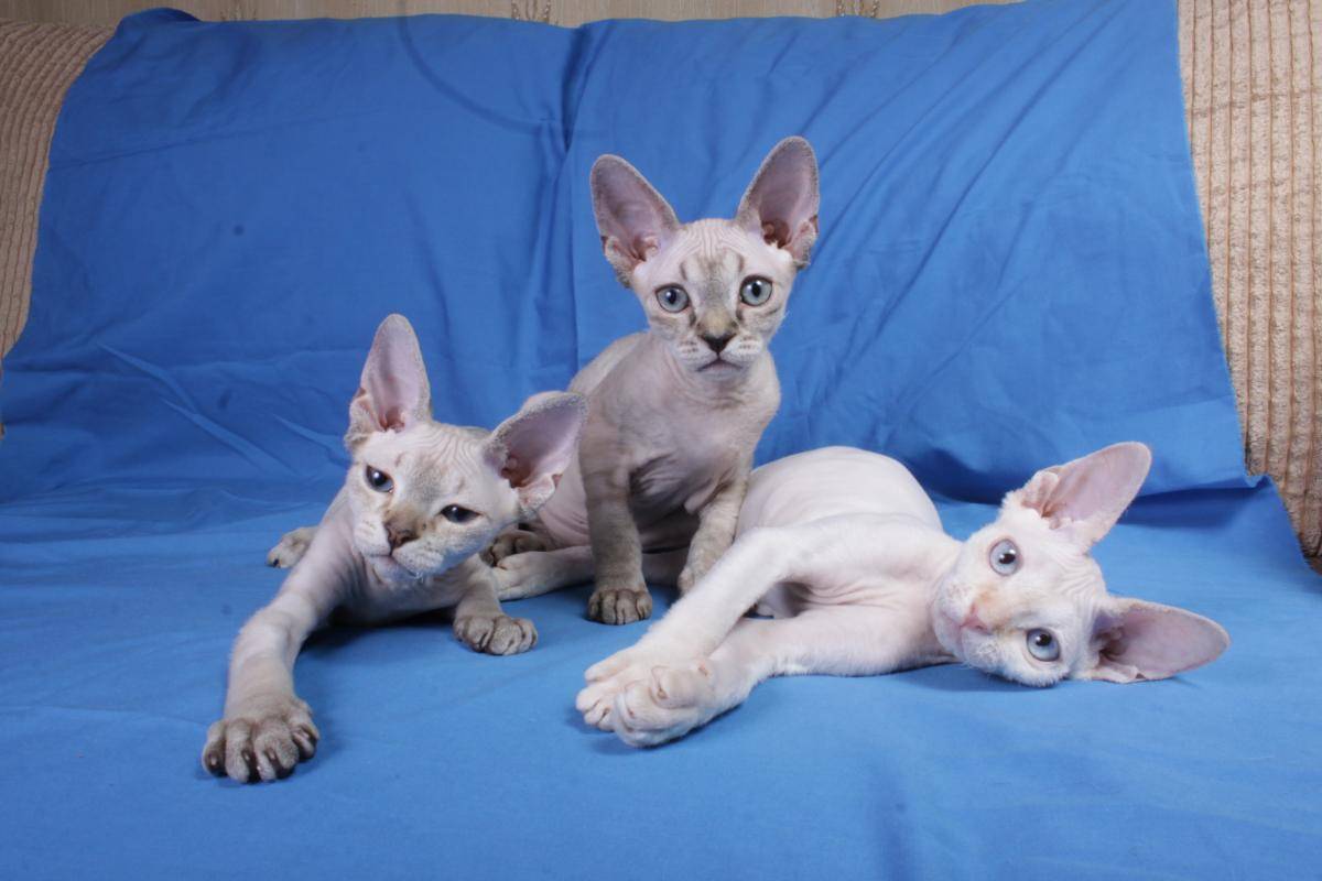 Девон-рекс: порода кошек, описание стандарта, особенности содержания, цена, фото + отзывы владельцев