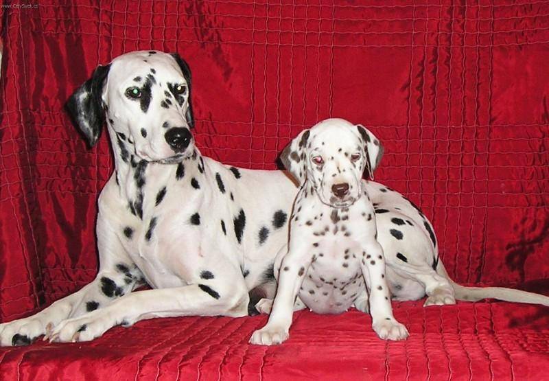 Далматин: фото и видео породы собак, описание стандарта и характера, уход за долматином