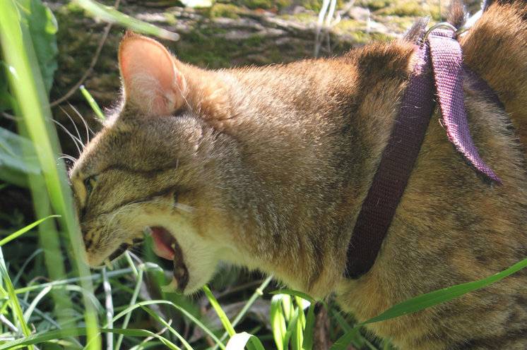 Пророщенная трава для кошек, зачем кошкам трава, как посадить