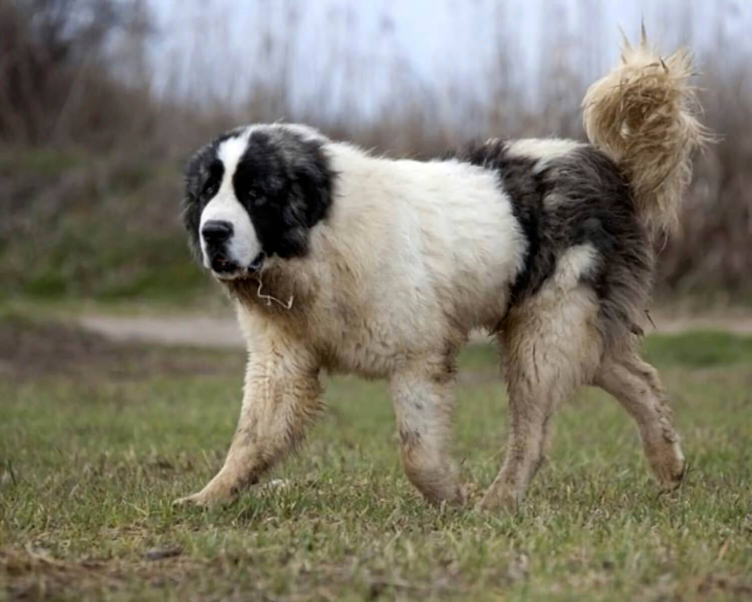 Верный друг и истинный аристократ: пиренейская горная собака