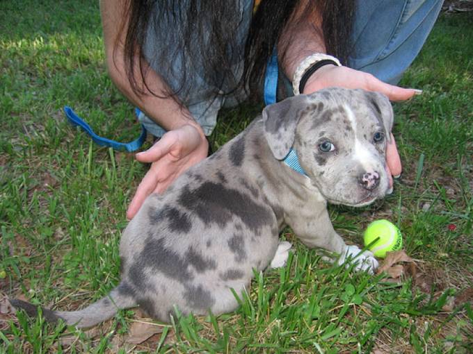 Серый питбуль: как выглядит собака на фото и бывает ли американский питбультерьер с голубыми глазами