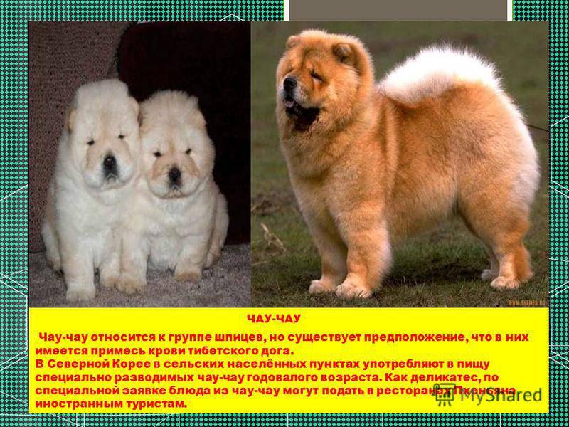 Чау-чау — собака не для каждого, характеристика, описание породы, интеллект