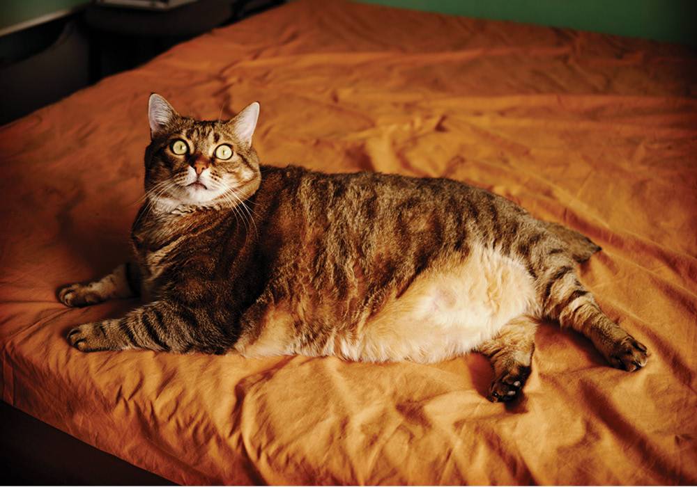К чему приведет ожирение у кошек?