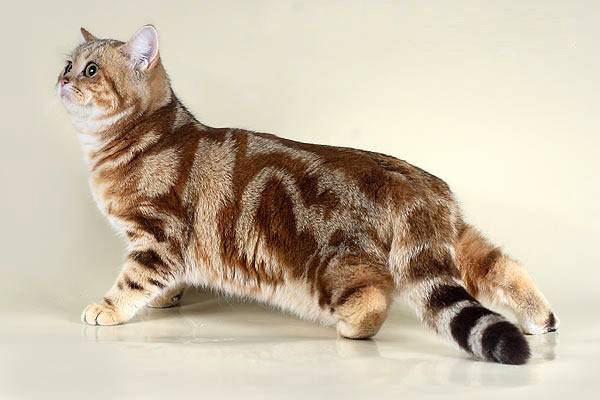 Черепаховый окрас кошек: стандарты и особенности, породы с описанием, фото