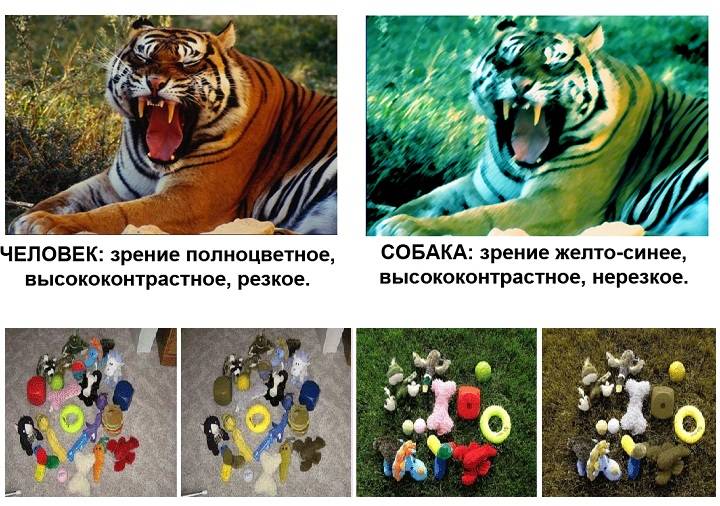 Различают ли собаки цвета? как они видят различные цвета и оттенки? - petstime.ru