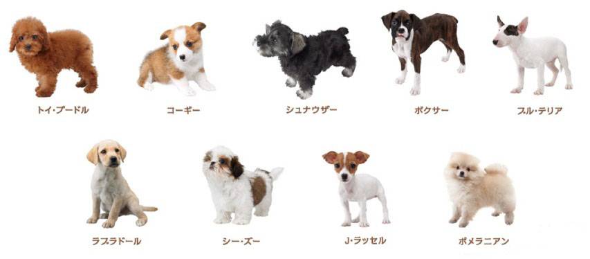 Породы маленьких гладкошерстных собак (31 фото): выбор короткошерстных собак для квартиры, характеристика животных небольших размеров