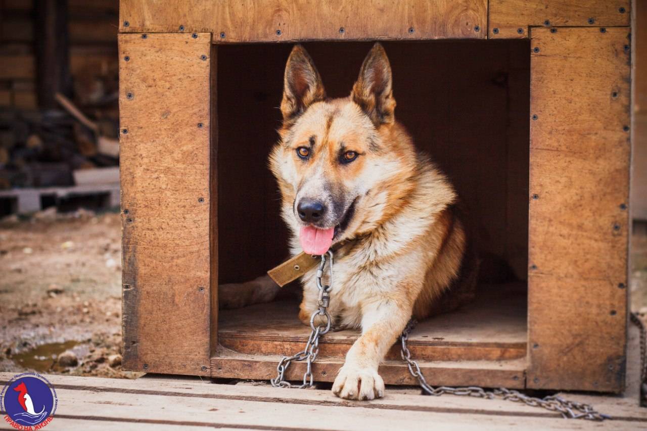 Охранные породы собак: лучшие для частного дома