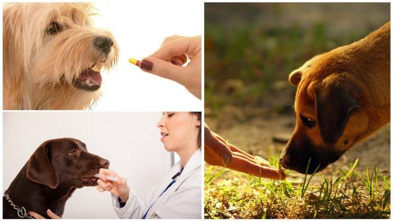 Как дать щенку лекарство: таблетки, суспензии, купли или пасту