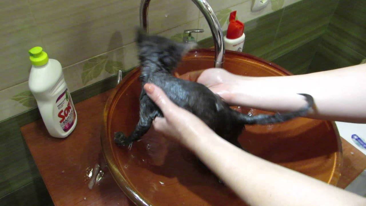 Можно ли мыть кошку обычным шампунем или хозяйственным мылом если нет специального средства