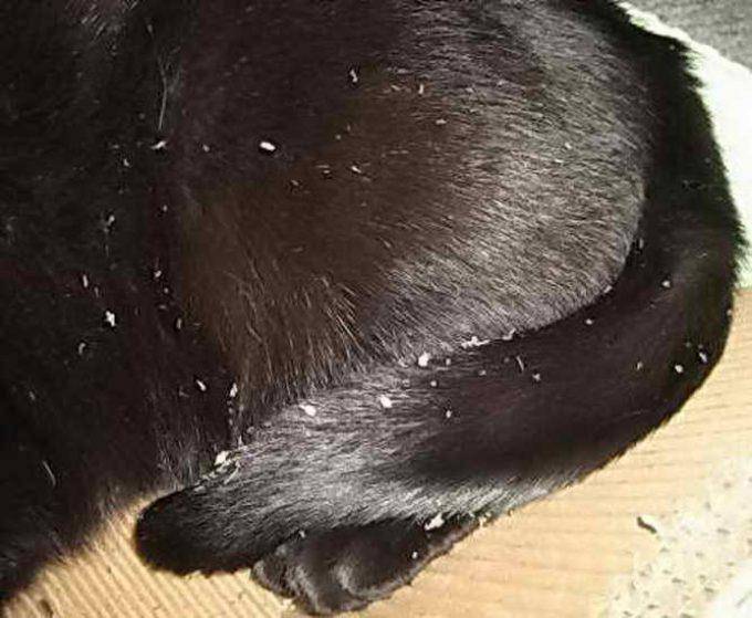 Трихобезоар у кошек: причины, симптомы, лечение, прогноз, осложнения | блог ветклиники "беланта"