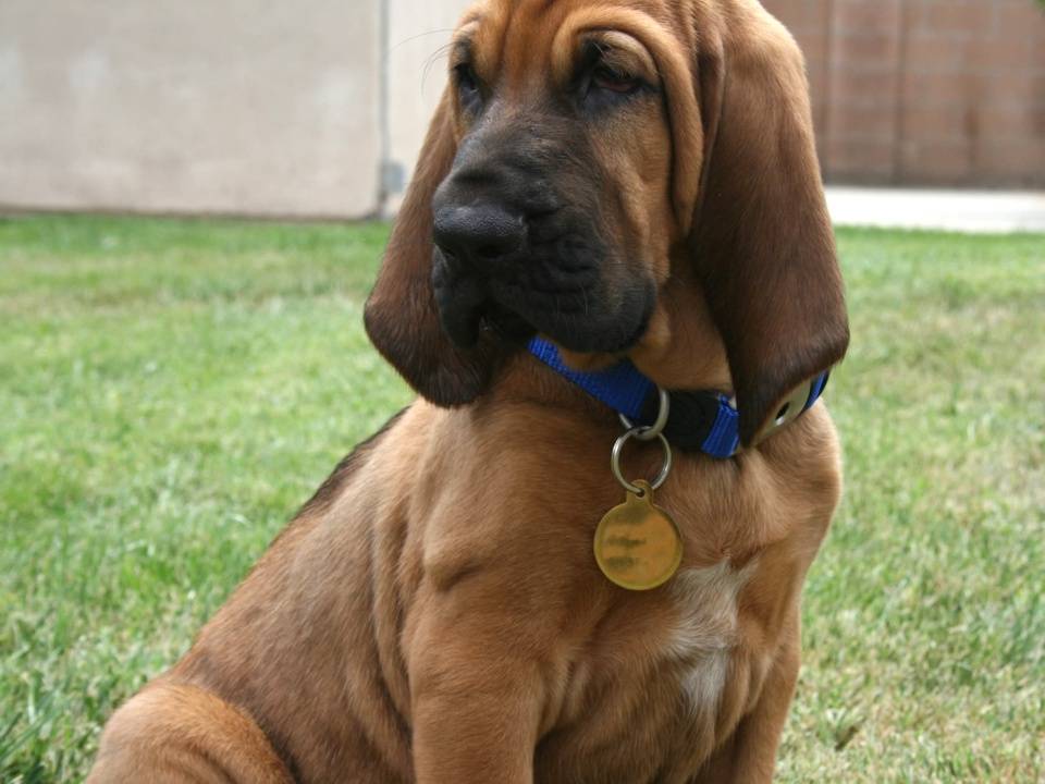 Бладхаунд: фото собаки и описание породы