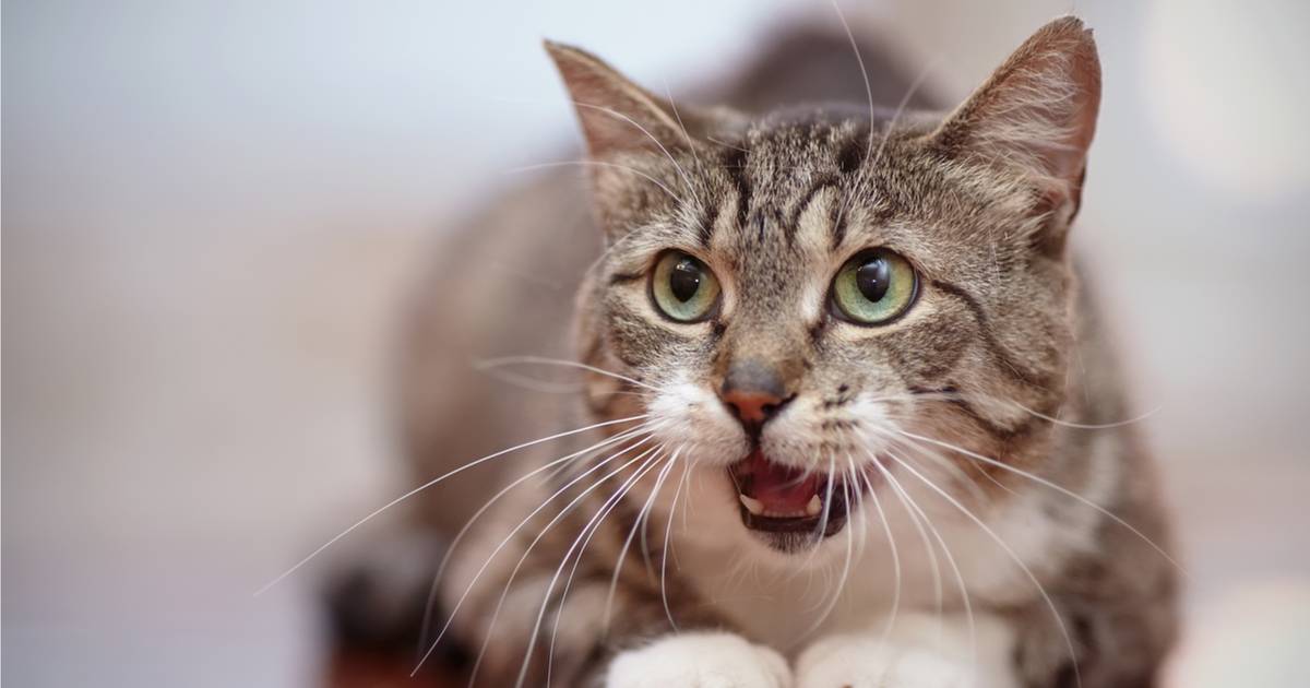 13 причин почему кошка дышит с открытым ртом – что делать