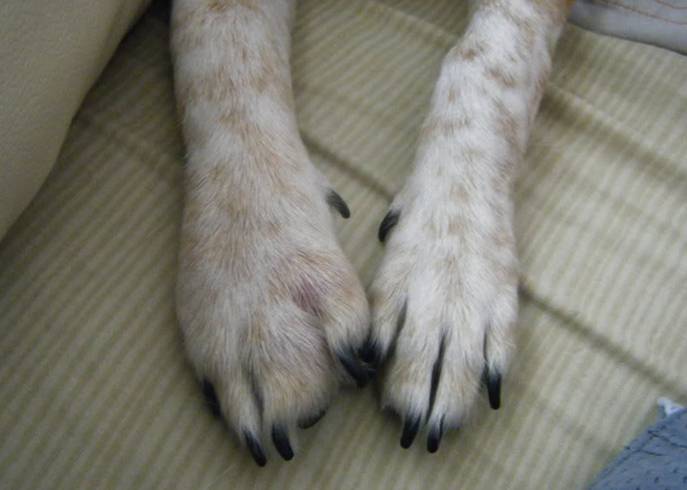 Хромота у собак: симптомы, диагностика | | блог ветклиники "беланта"