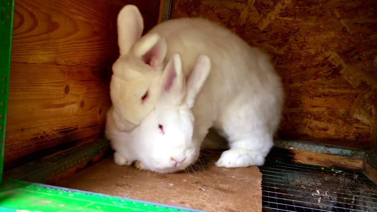 Кролики не спариваются: почему, что делать