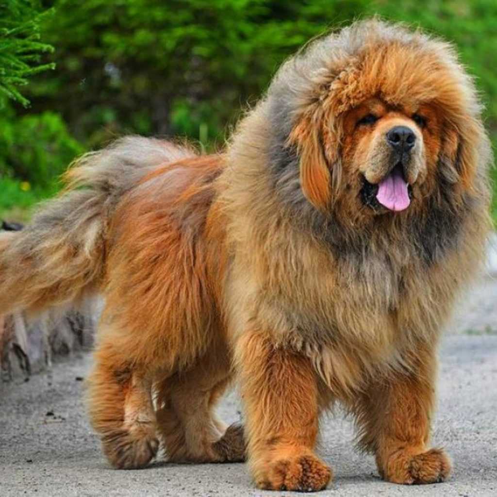 Популярные породы собак, выведенные в россии