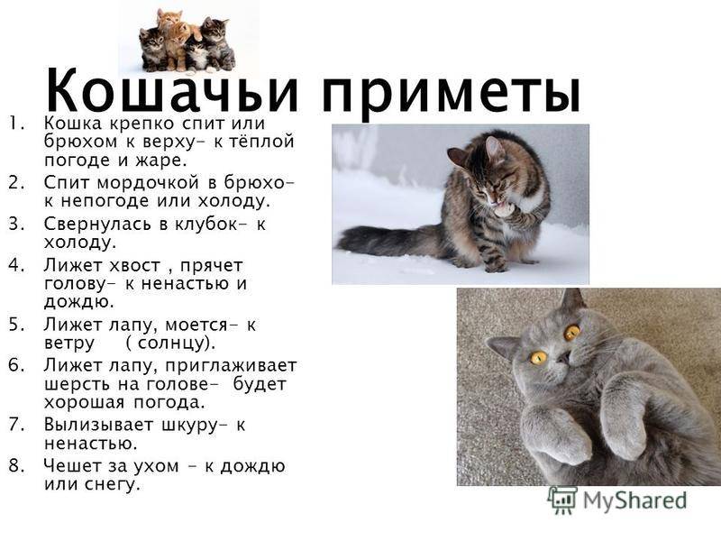 Суп с котом и пирожки с котятами: 5 стран, где едят кошек