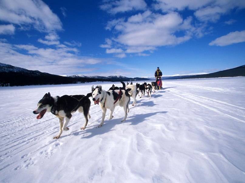 Топ 6 пород собак, которые отлично адаптируются к суровым зимам и низким температурам