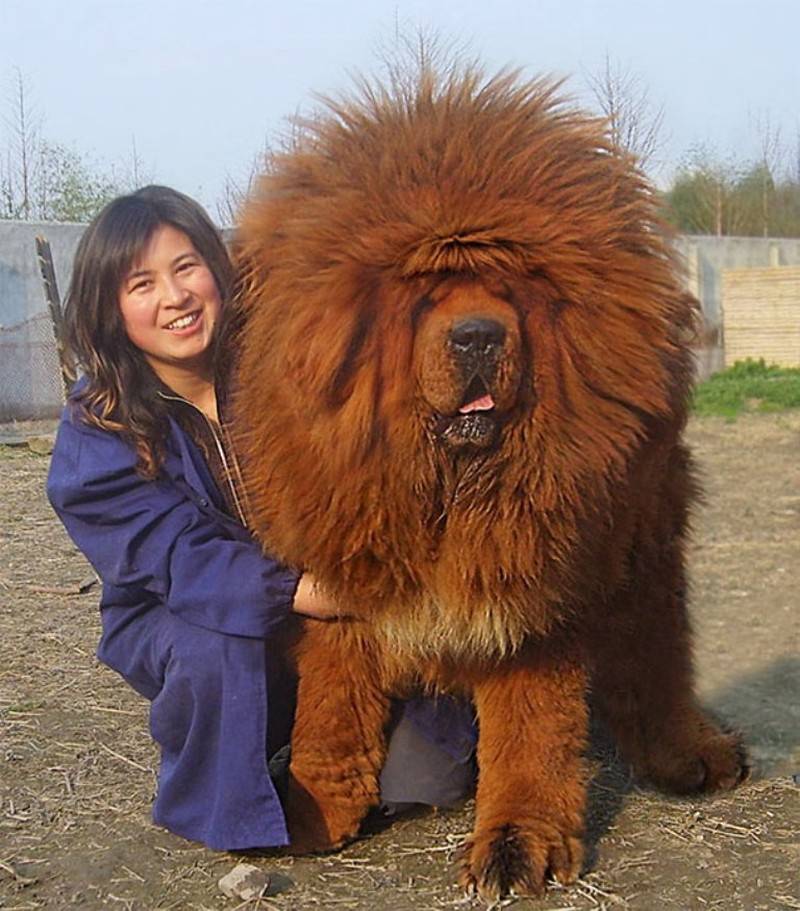 Породы больших собак: список с фото и названиями