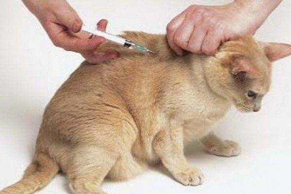 Как сделать укол кошке в холку и внутримышечно в домашних условиях – техника процедуры