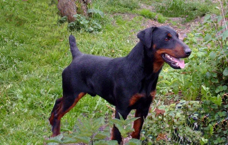 Немецкий охотничий терьер (ягдтерьер): фото и характеристика породы собак, характер и история ягдерьера