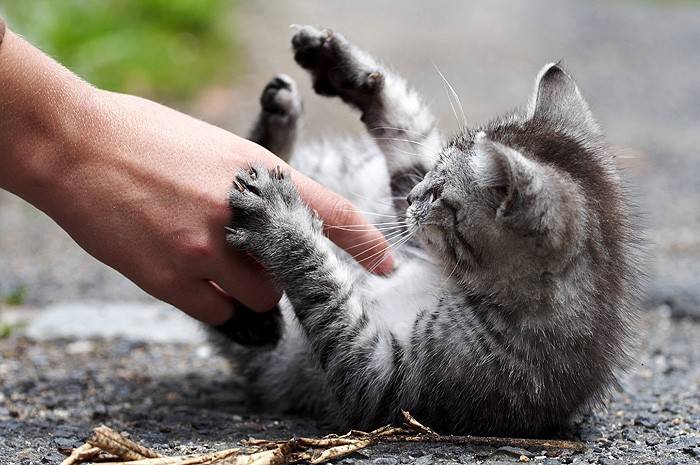 Как отучить кота или кошку царапаться и кусаться, как быть, если постоянно или когда его гладишь царапает и кусает за руки и за ноги котенок