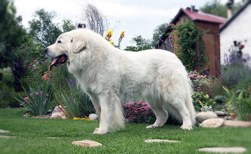 Пиренейская горная собака (большая пиренейская собака)