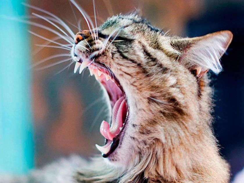 Почему кот стал агрессивным: причины агрессии и ее проявления
