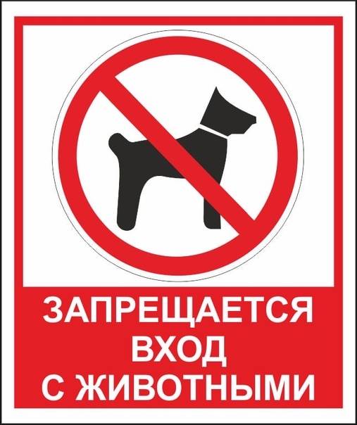 Пустят ли с собакой в магазин: на чьей стороне закон // нтв.ru