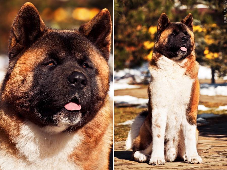 Описание породы акита-ину, характер и разновидности. хатико и другие знаменитые собаки