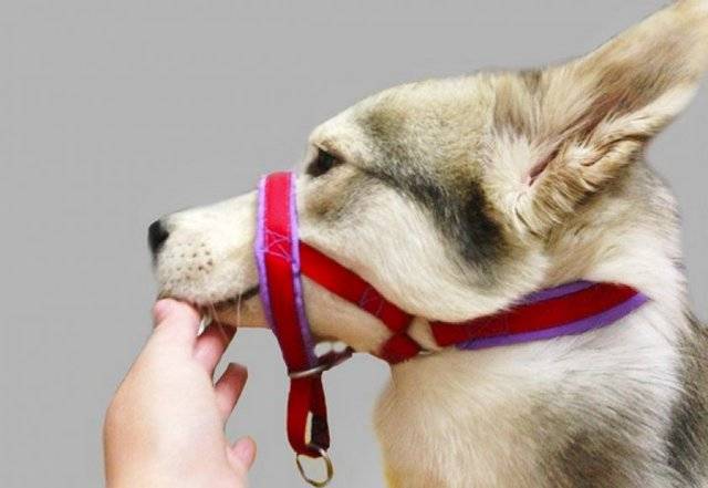 ᐉ недоуздок для собак: что это такое и как сделать своими руками - kcc-zoo.ru