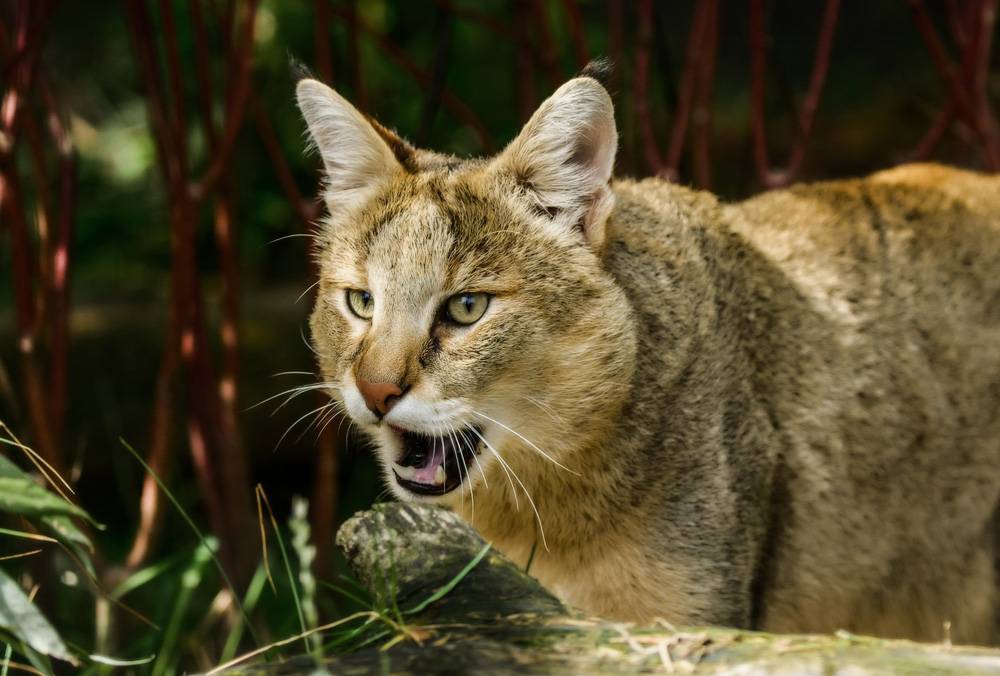 Камышовый (болотный) кот: описание внешнего вида, характера, образа жизни, фото кошки