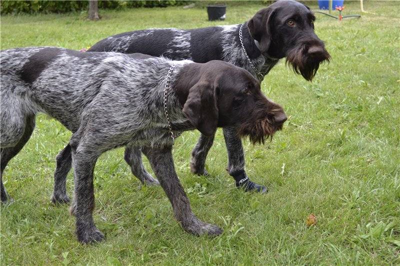 Дратхаар (немецкая жесткошерстная легавая собака): обзор породы с фото и видео