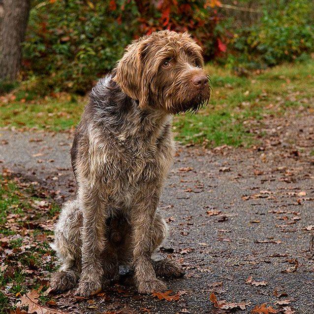 Брюссельский гриффон собака. описание, особенности, уход и цена породы | sobakagav.ru