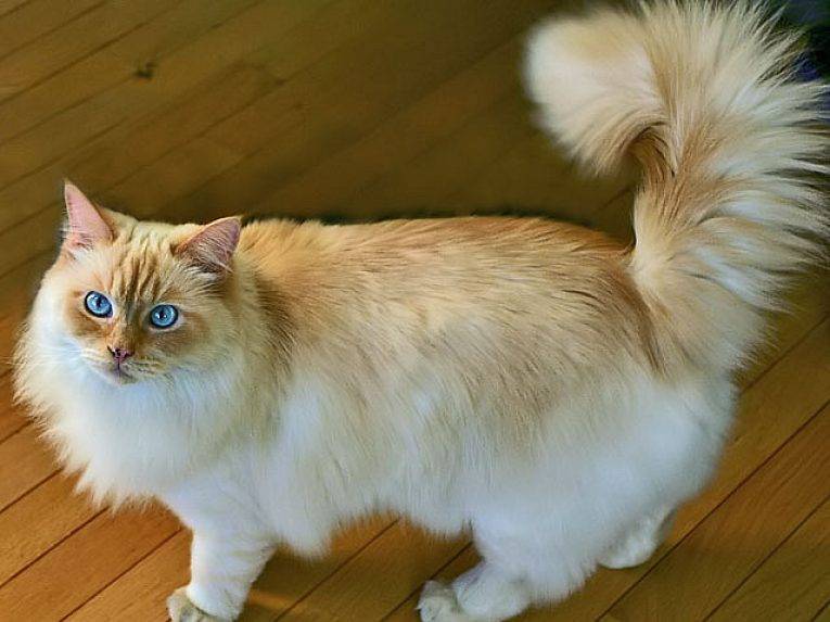 Рагамаффин кошка: фото, видео, о породе, характере, уходе