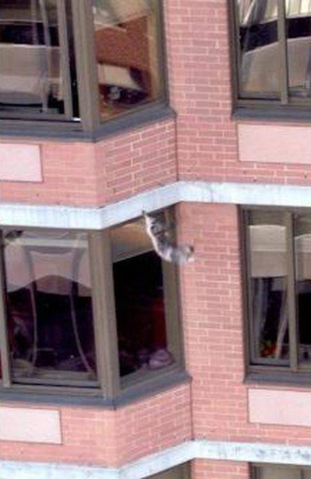 Кот упал с 5 этажа: последствия, что делать