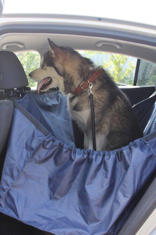 Чехлы в машины для перевозки собак: накидки на заднее сиденье автомобиля и чехол-гамак для багажника, выбор автомобильных защитных чехлов для перевозки собак