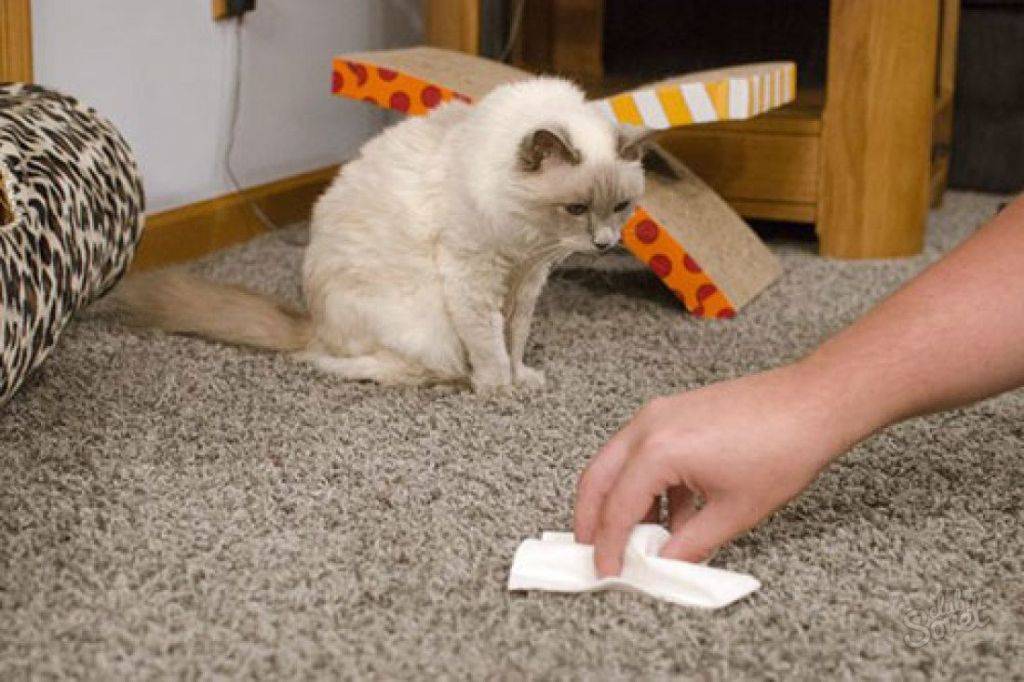 9 способов, избавиться от запаха кошачьей мочи в квартире