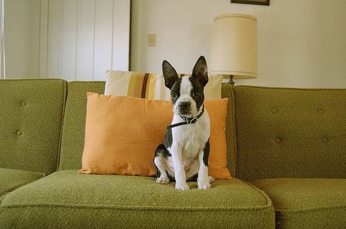 Собаки, которые не линяют (45 фото): самые маленькие нелиняющие породы, большие комнатные собаки и другие виды для квартиры