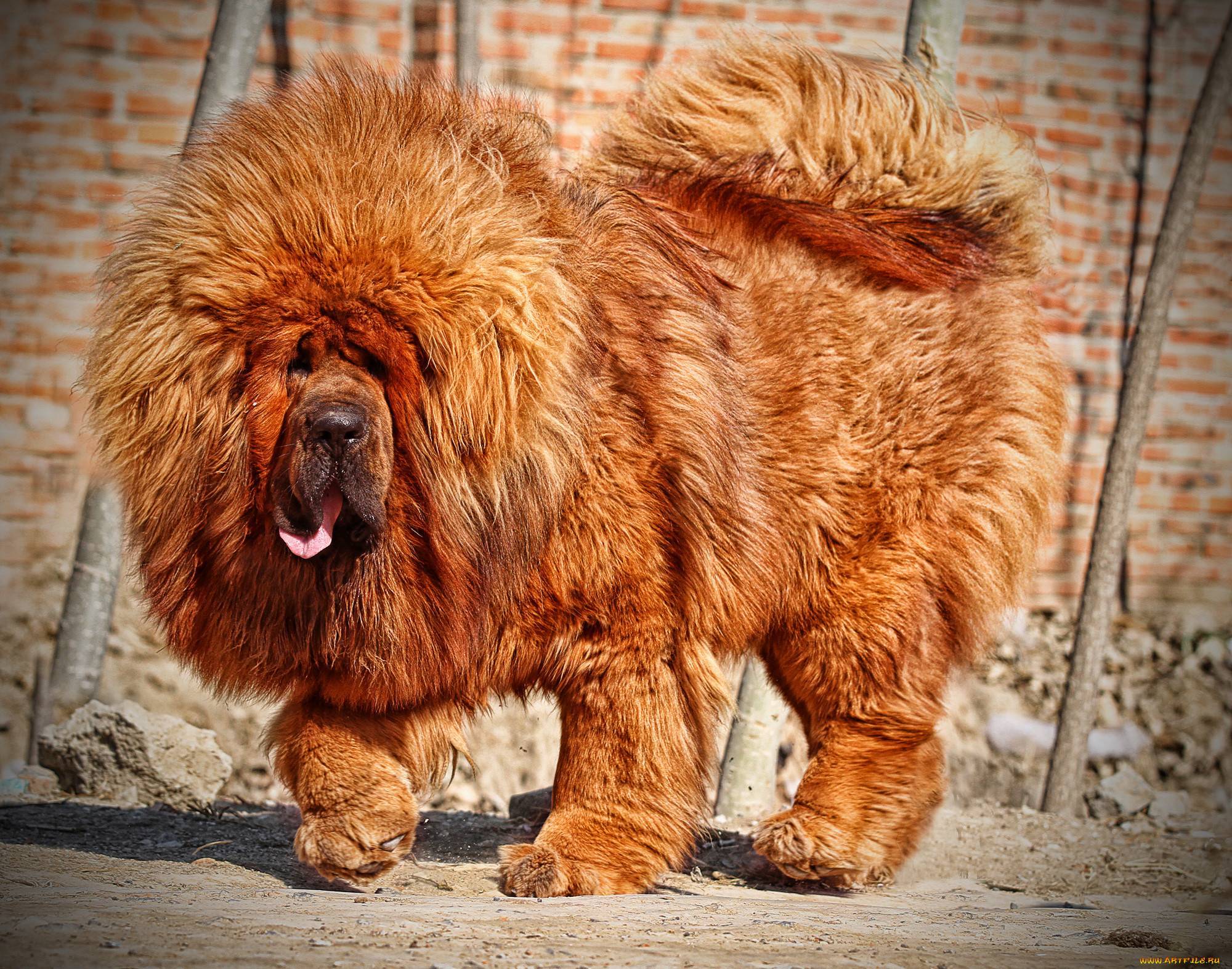 Тибетский мастиф собака. описание, особенности, уход и цена тибетского мастифа | sobakagav.ru