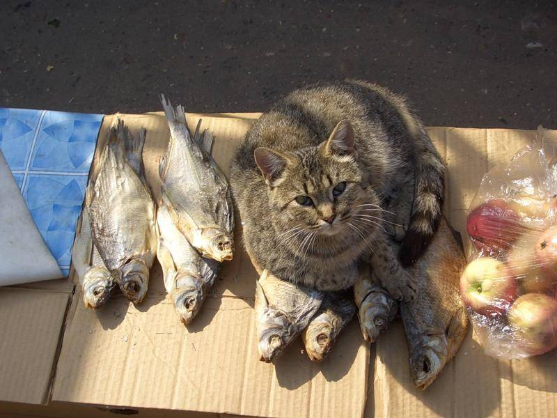 Можно ли кормить кошку рыбой: все о пользе и вреде данного продукта