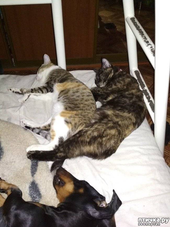 Две кошки в доме: если появилась вторая кошка, проблемы и решения