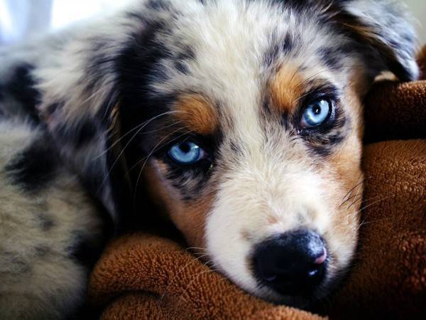 Какие породы собак имеют голубой окрас