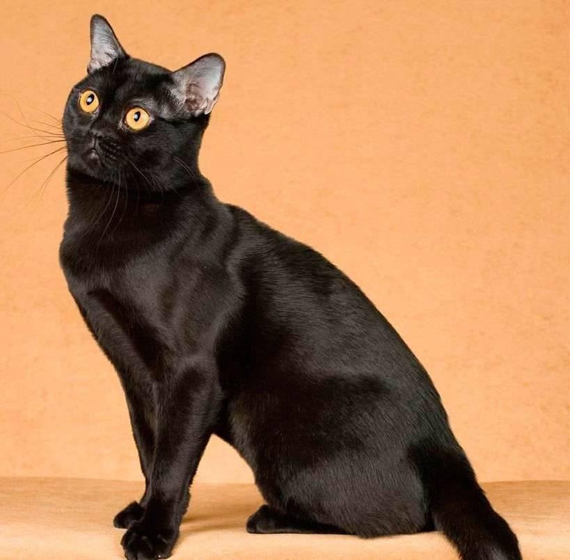 Бомбейская кошка: описание породы