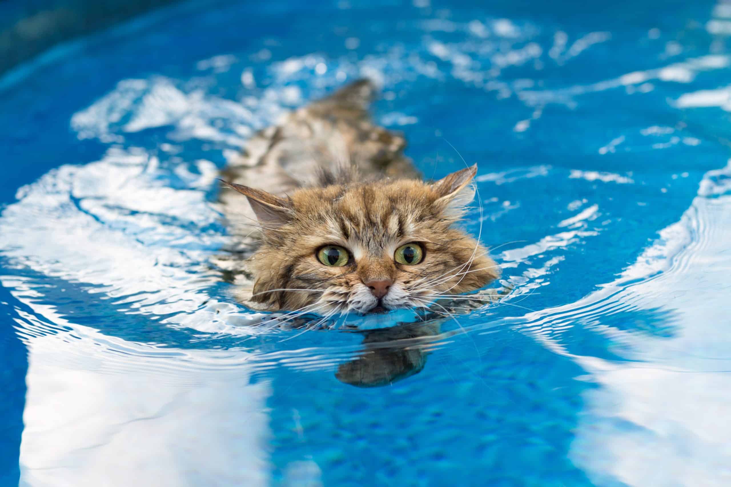 Кошки которые любят купаться: турецкая ангора, курильский бобтейл