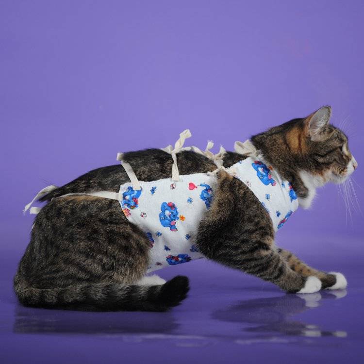 Попона для кошек после операции: как сшить бандаж своими руками