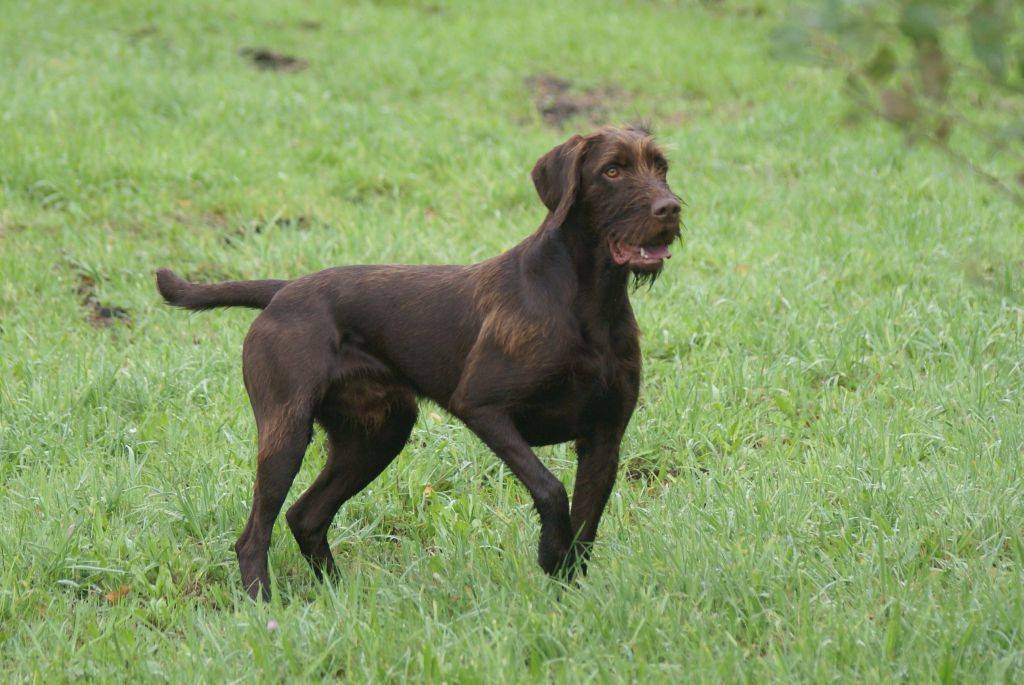 Собаки породы пудель-пойнтер, характерные особенности, история происхождения и стандарты породы