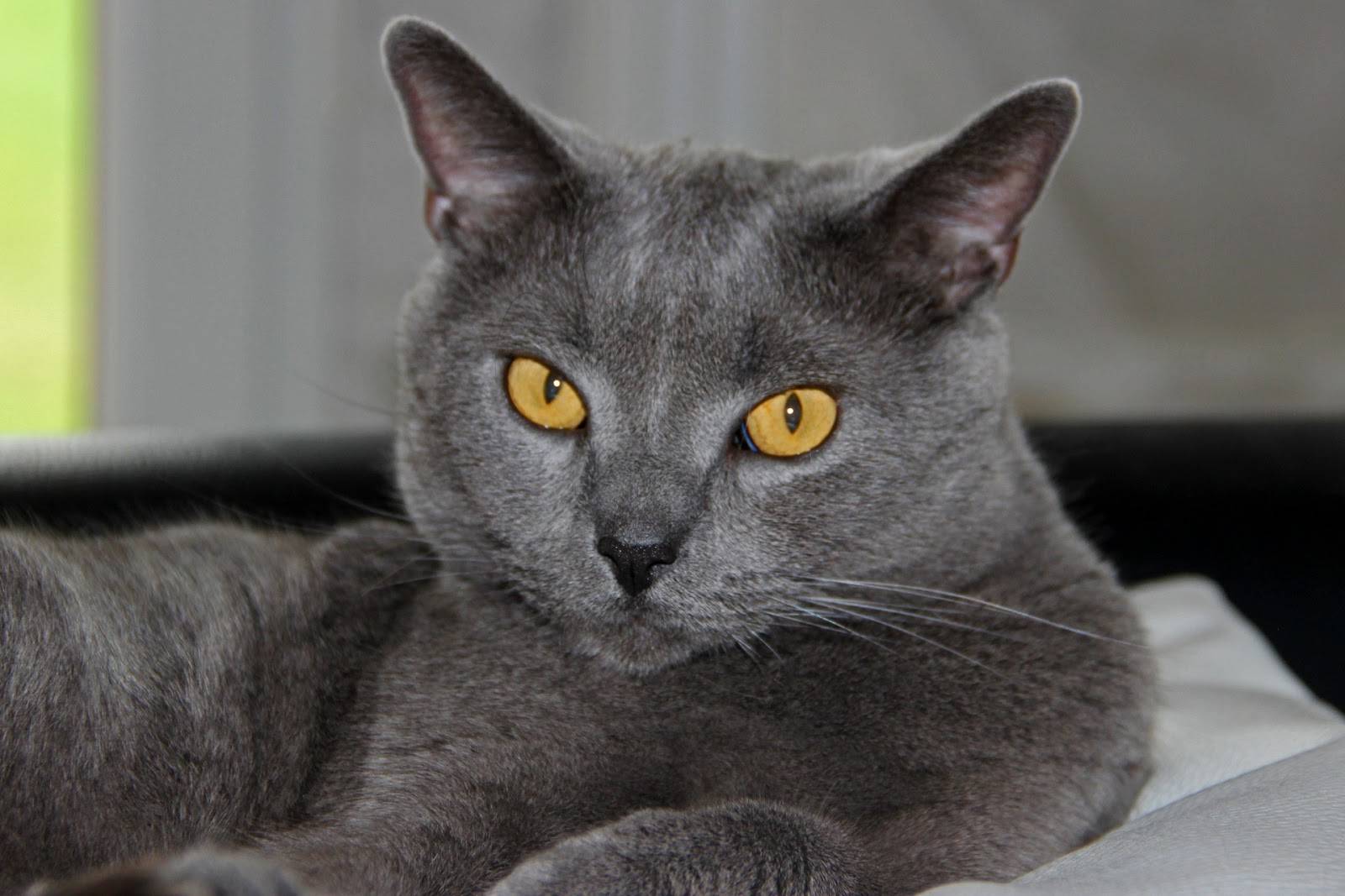 Картезианская кошка или шартрез: описание породы, внешность, характер, цена, где купить  - mimer.ru