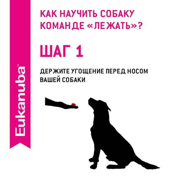Как научить собаку командам: правила дрессировки, 13 полезных команд, курсы дрессировки с тренером